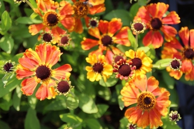  Zonnekruid (Helenium 'Sahin's Early Flowerer')