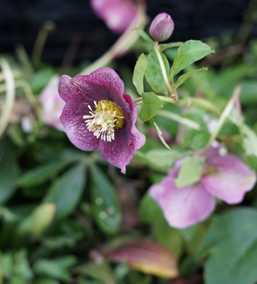  NIeskruid (Helleborus Orientalis 'Pretty Ellen Spotted') BIO