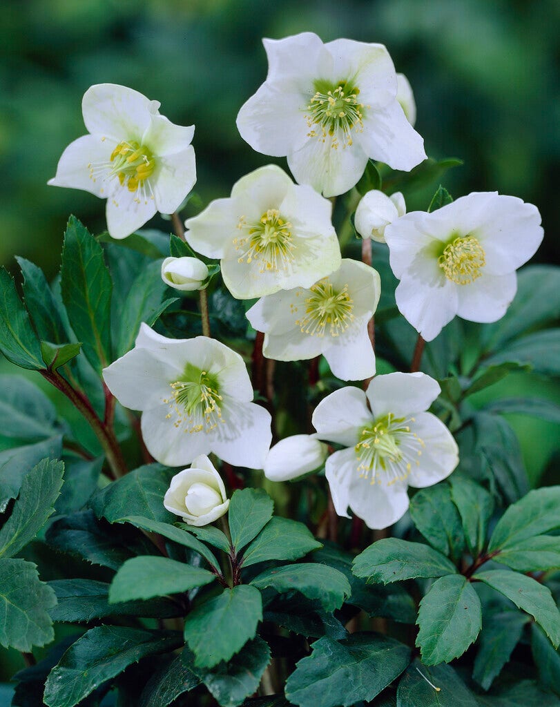 Nieskruid (Helleborus Niger 'Praecox')