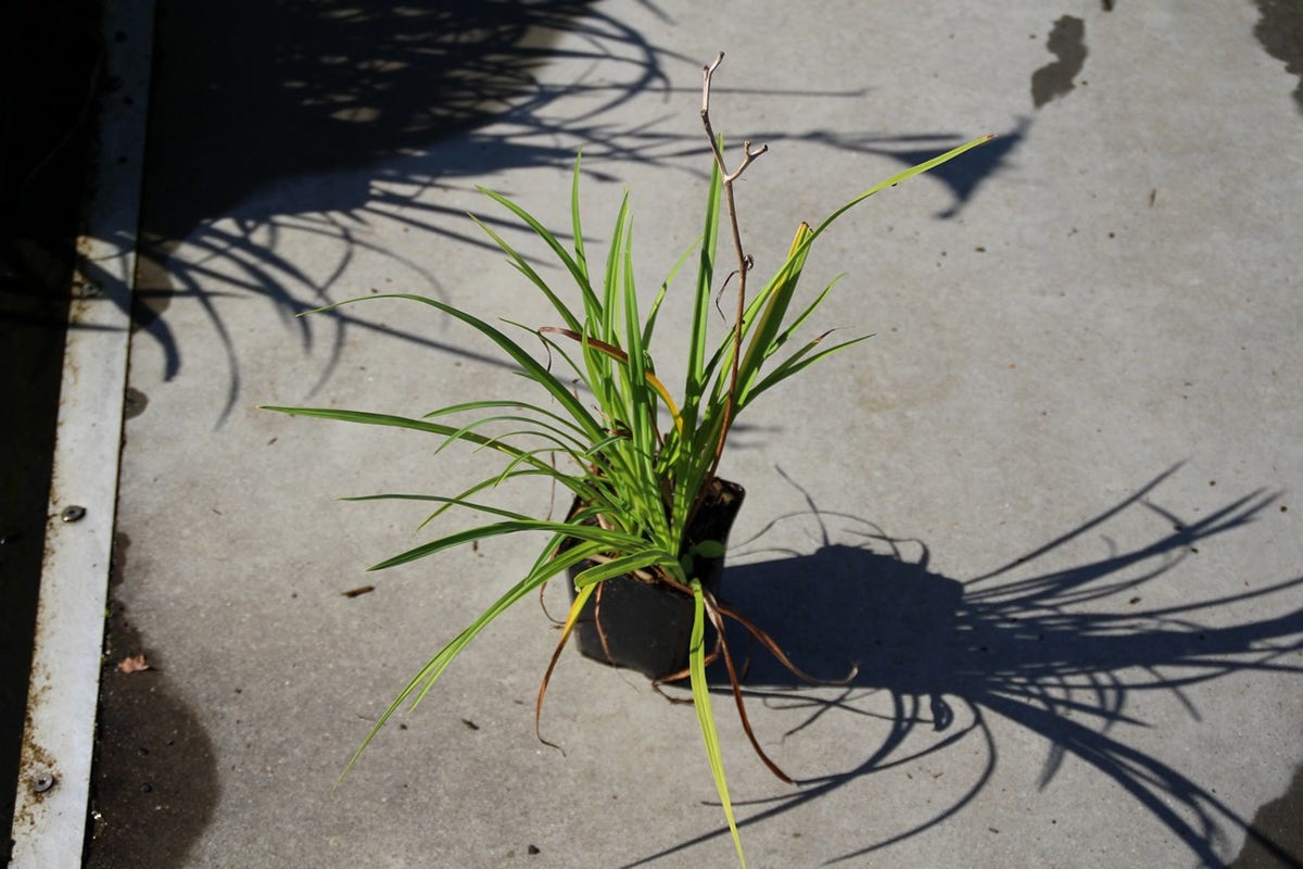  Daglelie (Hemerocallis 'Aten')