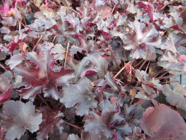  Purperklokje (Heuchera 'Black Pearl')