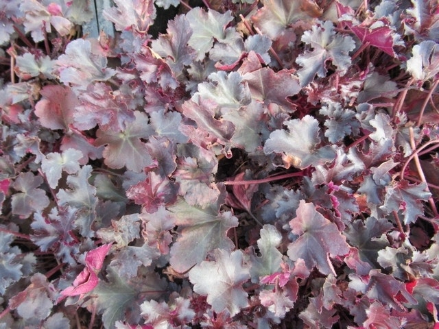 Purperklokje (Heuchera 'Black Pearl')