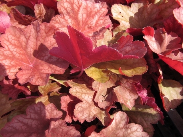  Purperklokje (Heuchera 'Rio')
