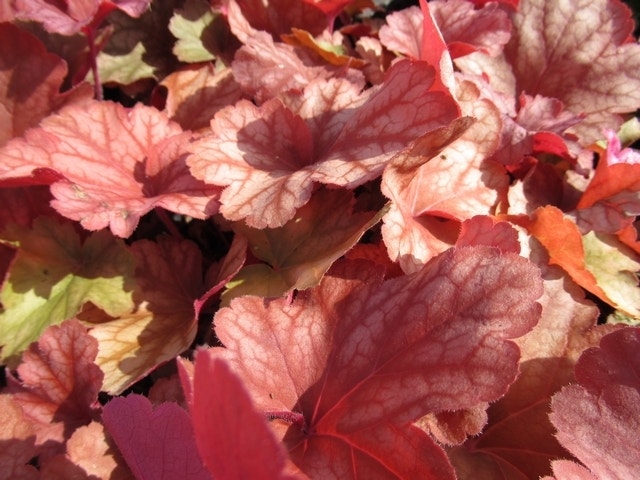  Purperklokje (Heuchera 'Rio')