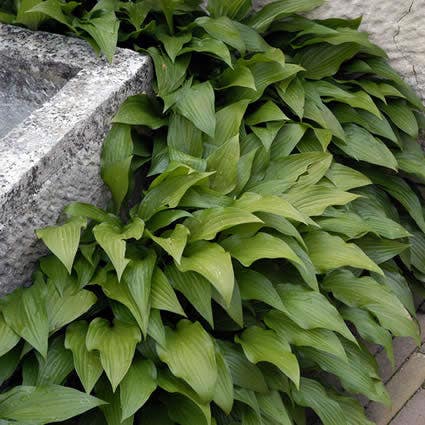  Funkia/hartlelie (Hosta Lancifolia)