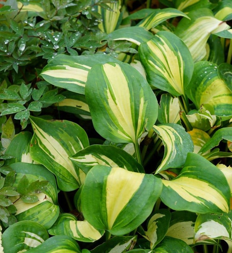  Funkia/Hartlelie (Hosta 'Great Expectations')