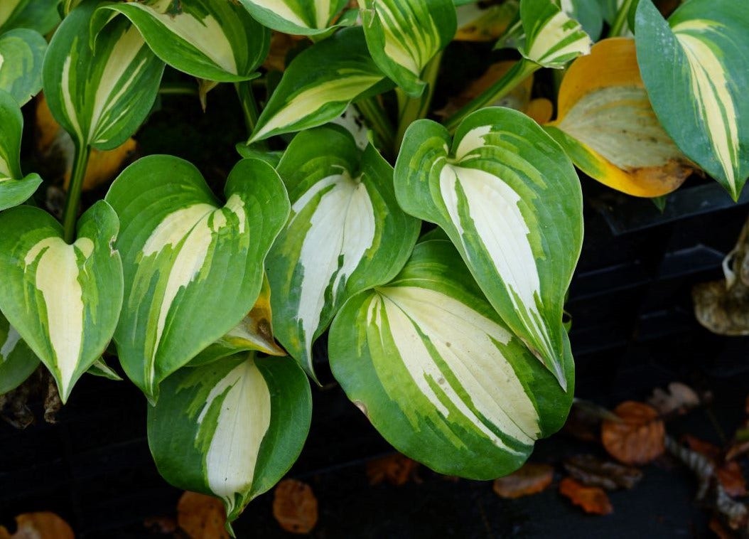  Funkia/Hartlelie (Hosta 'Great Expectations')