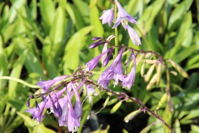  Funkia/hartlelie (Hosta Lancifolia)