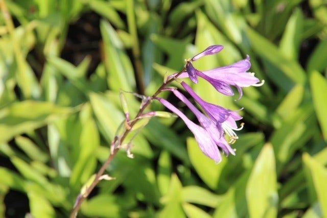  Funkia/hartlelie (Hosta Lancifolia)