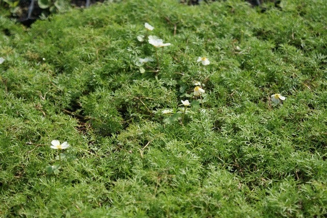  Waterviolier (Hottonia Palustris)