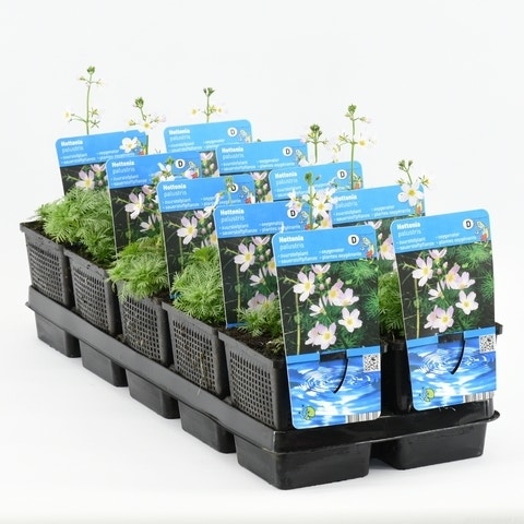  Waterviolier (Hottonia Palustris)