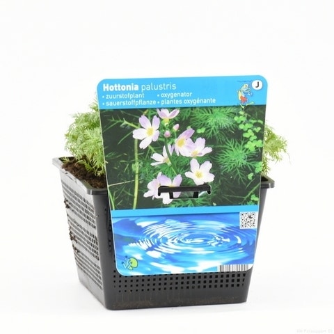  Waterviolier (Hottonia Palustris)