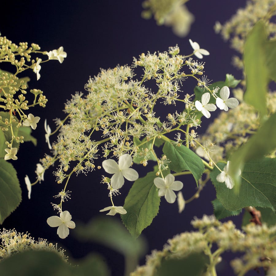  Klimhortensia (Hydrangea Anomala Petiolaris)