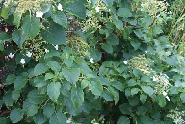  Klimhortensia (Hydrangea Anomala Petiolaris)