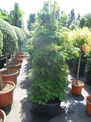  Klimhortensia (Hydrangea Anomala Petiolaris)