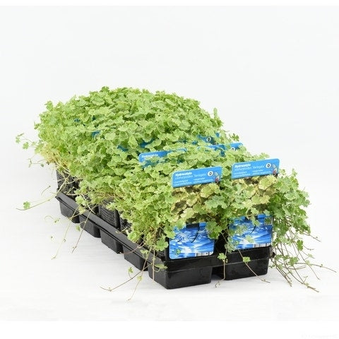  Bonte Waternavel (Hydrocotyle Sib. 'Variegata')