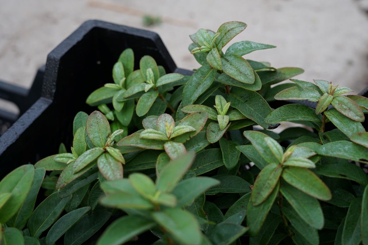  Hertshooi (Hypericum Calycinum)