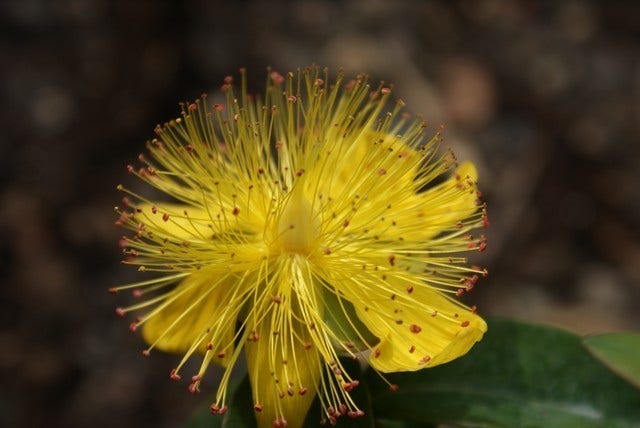  Hertshooi (Hypericum Calycinum)