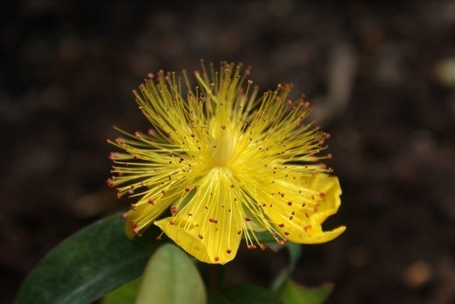  Hertshooi (Hypericum Calycinum)