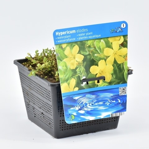 Moerashertshooi (Hypericum Elodes)