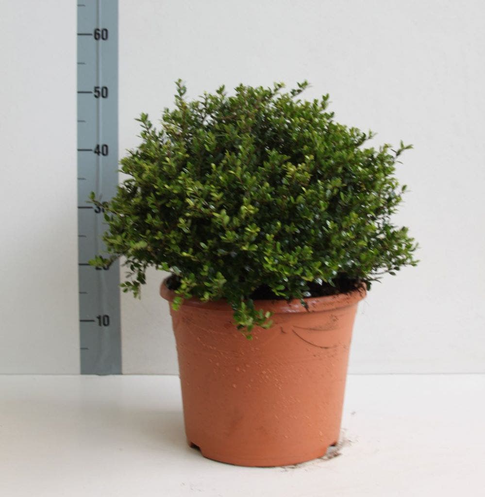  Chinese Hulst (Ilex Crenata 'Golden Gem')
