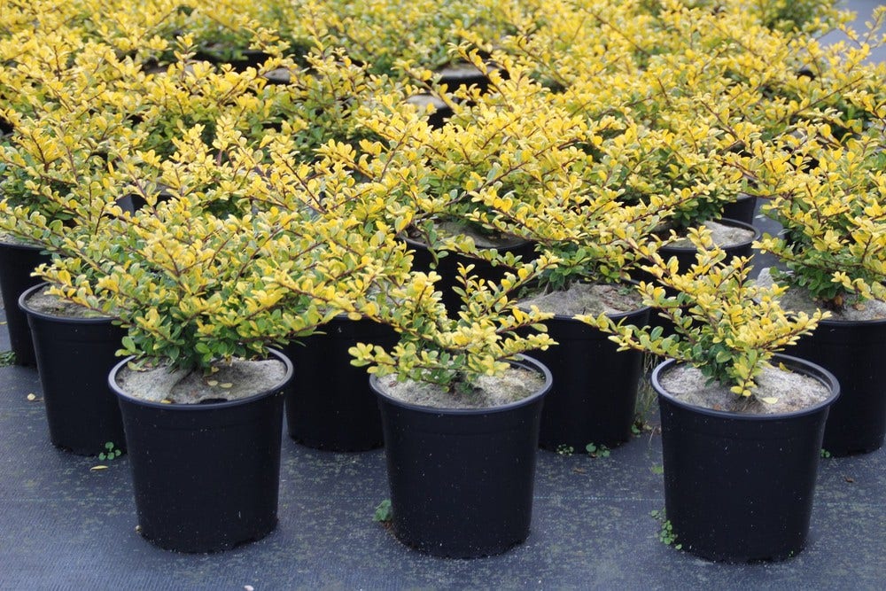  Chinese Hulst (Ilex Crenata 'Golden Gem')