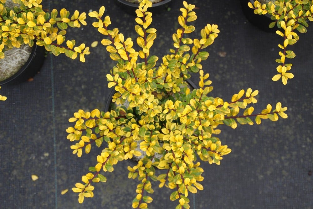  Chinese Hulst (Ilex Crenata 'Golden Gem')