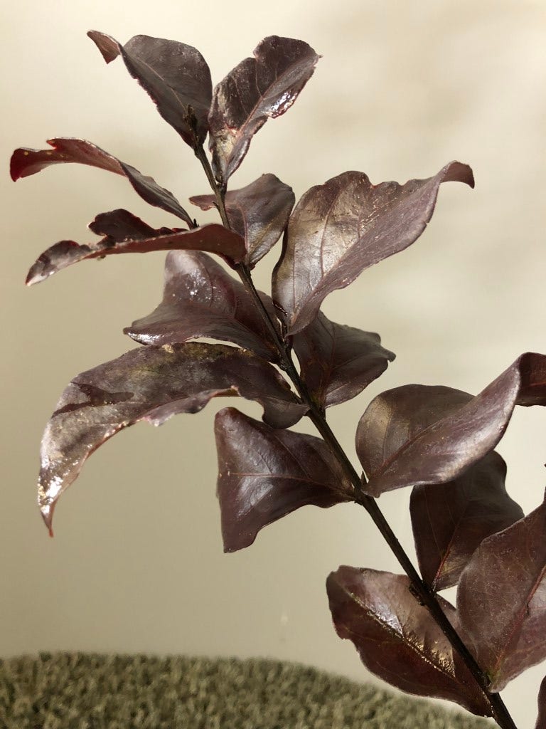  Lagerstroemia Als Halfstam (Lagerstroemia Indica 'Rhapsody In Pink')