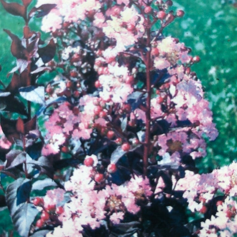  Lagerstroemia Als Halfstam (Lagerstroemia Indica 'Rhapsody In Pink')