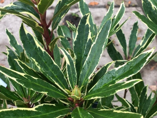  Bosrhododendron (Rhododendron Ponticum 'Variegatum')