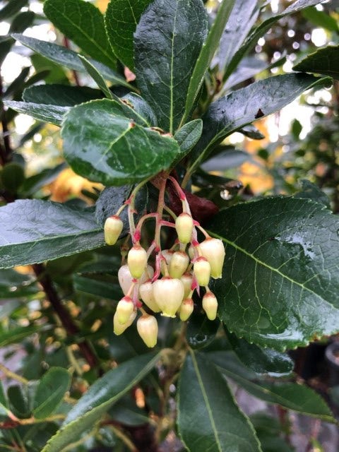  Aardbeiboom Als Struik (Arbutus Unedo)