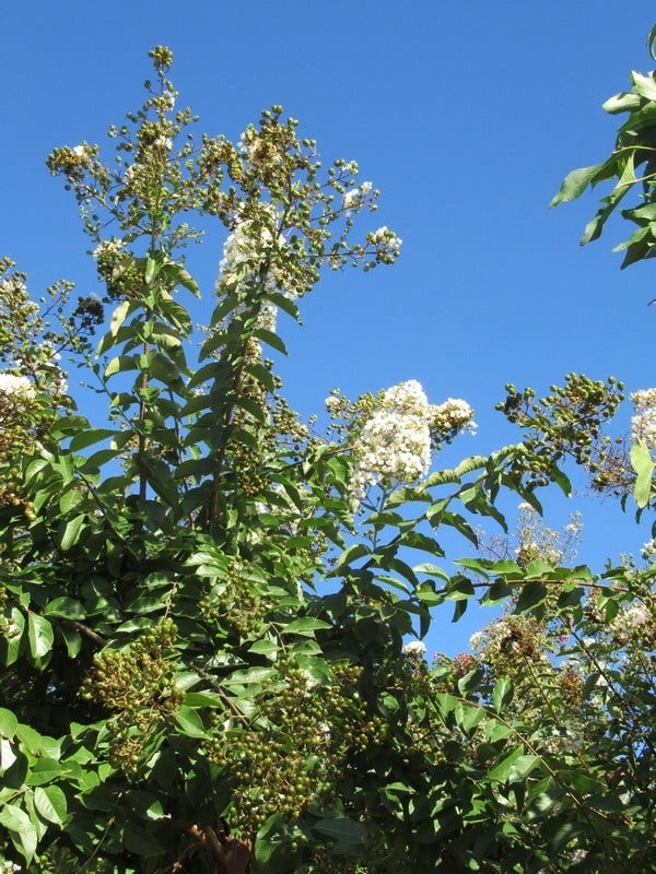  Lagerstroemia Halfstam (Lagerstroemia Indica 'Burgundy Cotton')