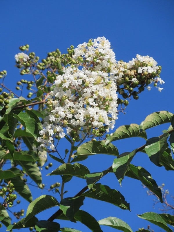  Lagerstroemia Halfstam (Lagerstroemia Indica 'Burgundy Cotton')