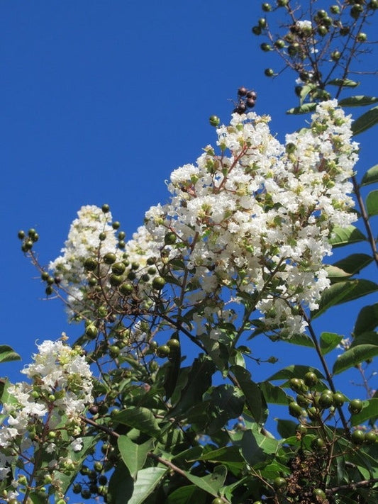  Lagerstroemia Halfstam (Lagerstroemia Indica 'Burgundy Cotton')