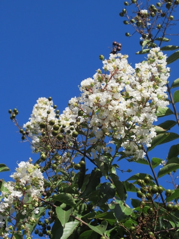  Witte Lagerstroemia Als Boom (Lagerstroemia Indica)