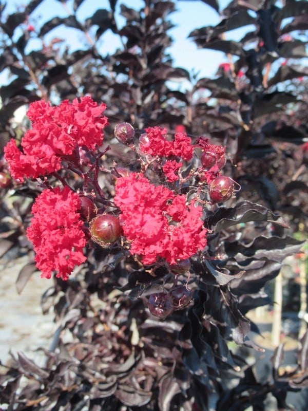  Lagerstroemia Als Halfstam (Lagerstroemia 'Black Diamond Best Red')