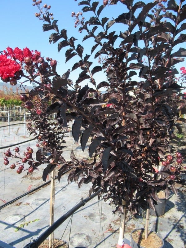  Lagerstroemia Als Halfstam (Lagerstroemia 'Black Diamond Best Red')