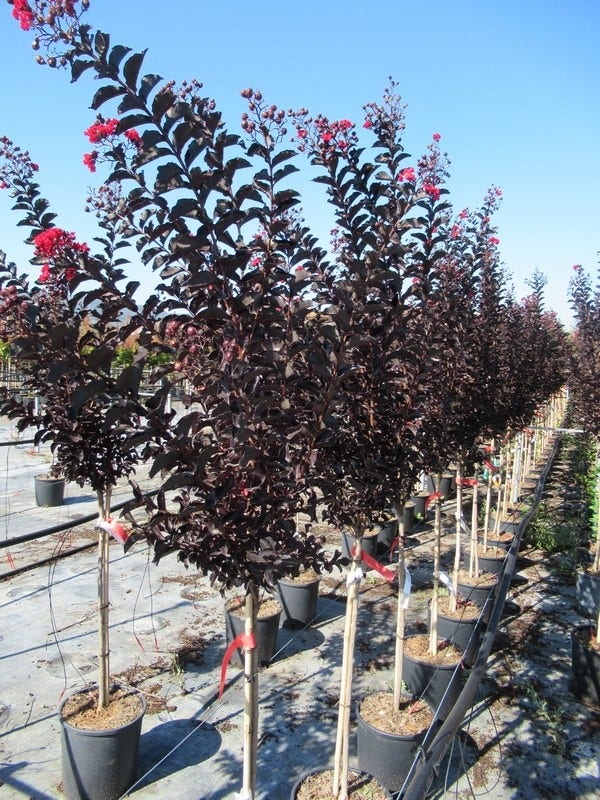  Lagerstroemia Als Halfstam (Lagerstroemia 'Black Diamond Best Red')