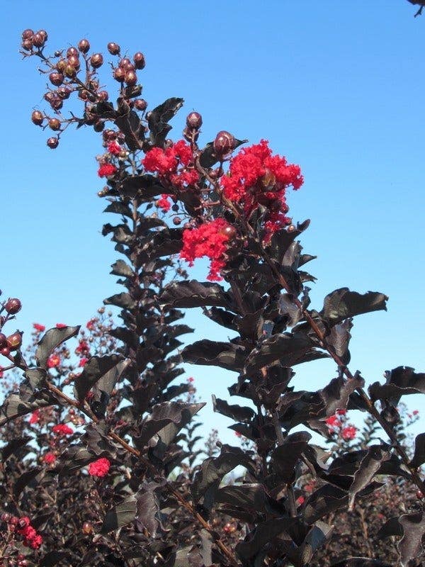  Lagerstroemia (Lagerstroemia 'Black Diamond Best Red')