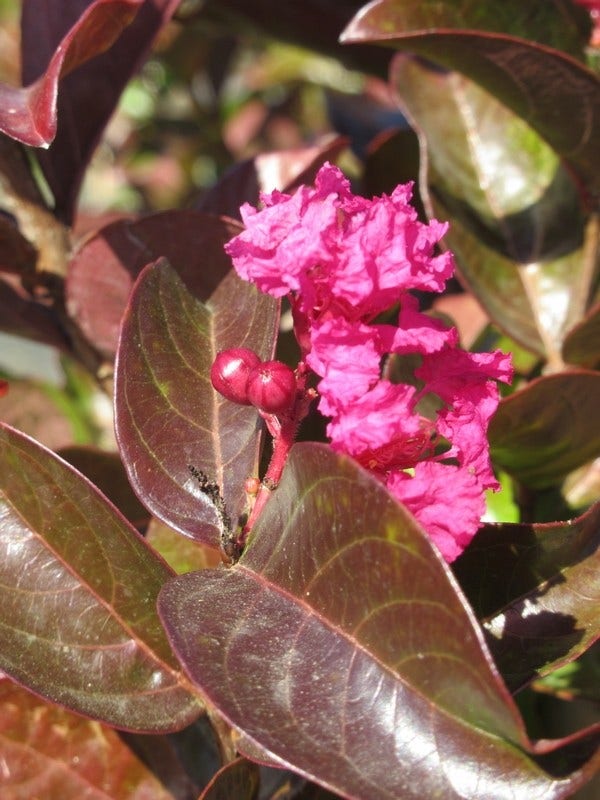  Lagerstroemia Als Halfstam (Lagerstroemia Indica 'Berry Dazzle')