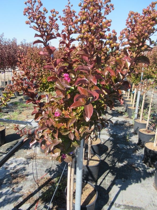  Lagerstroemia Als Halfstam (Lagerstroemia Indica 'Berry Dazzle')