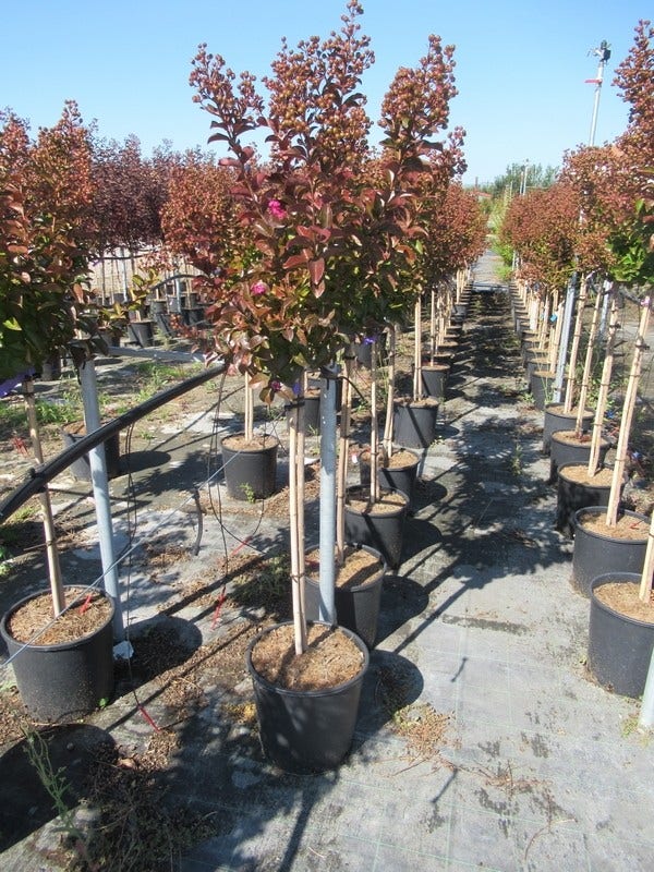  Lagerstroemia Als Halfstam (Lagerstroemia Indica 'Berry Dazzle')