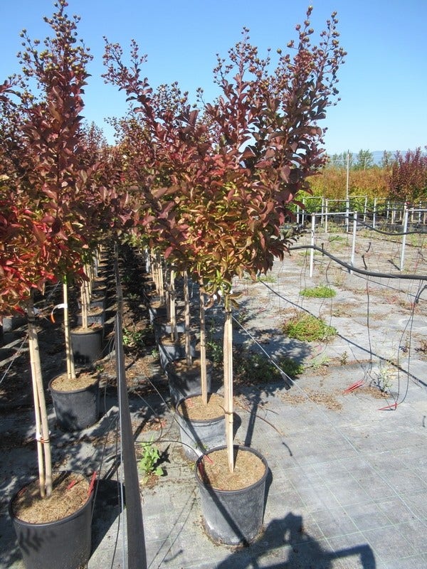  Lagerstroemia Als Halfstam (Lagerstroemia Indica 'Berry Dazzle')