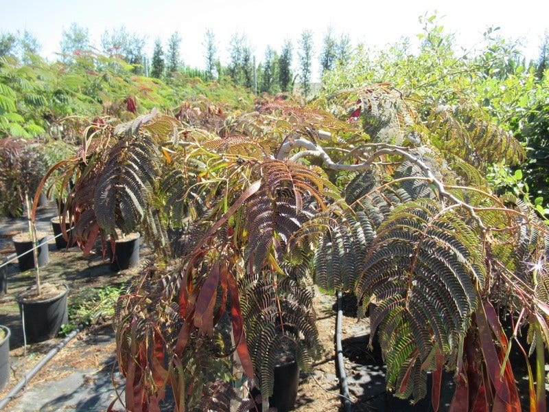  Perzische Slaapboom Als Halfstam (Albizia 'Chocolate Fountain')