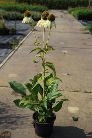  Zonnehoed (Echinacea Purpurea 'White Swan')