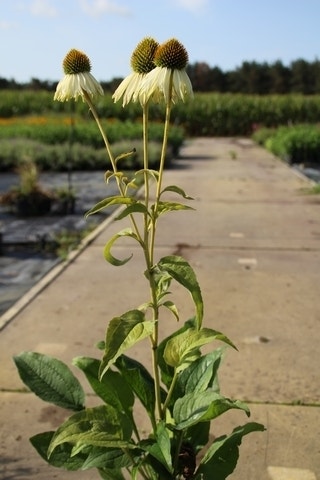  Zonnehoed (Echinacea Purpurea 'White Swan')