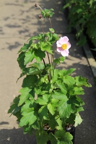  Anemoon (Anemone Hupehensis 'September Charm')