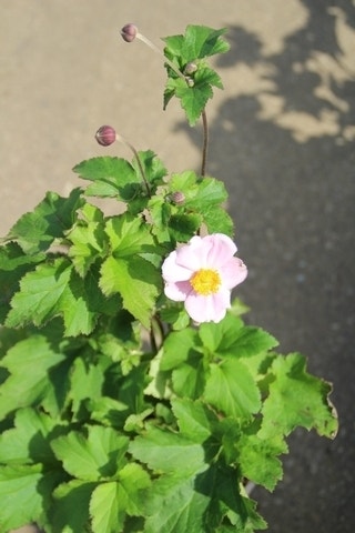  Anemoon (Anemone Hupehensis 'September Charm')