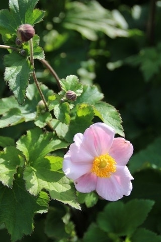  Anemoon (Anemone Hupehensis 'September Charm')