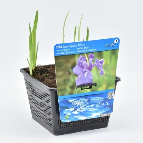  Japanse Iris (Iris Laevigata)